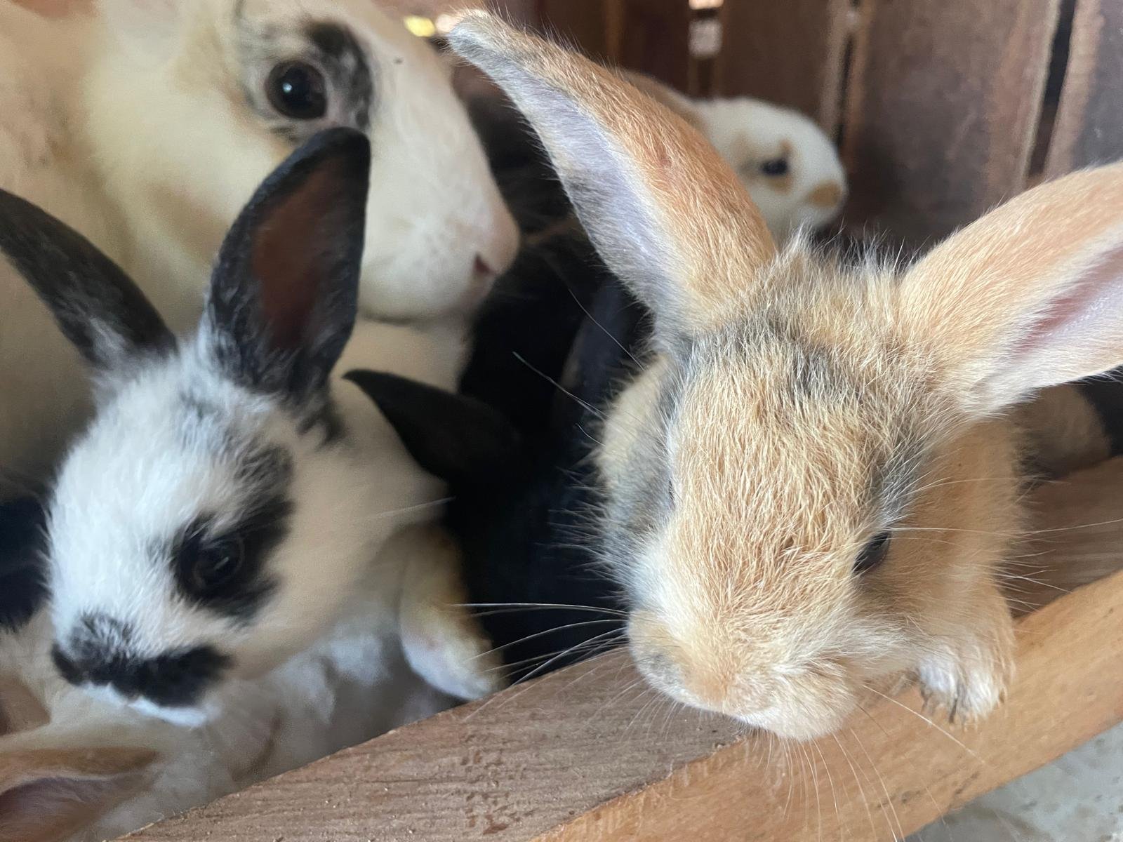 Lapins de la Ferme de Bilon