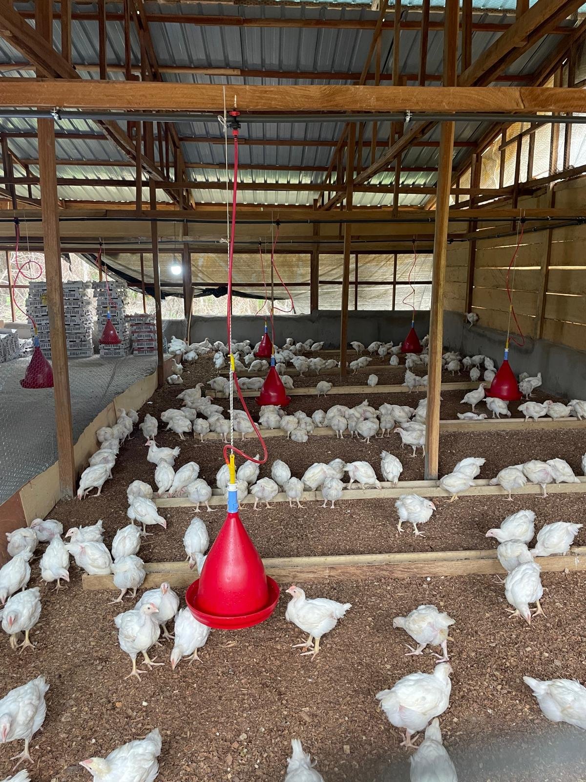 Poulailler de la Ferme de Bilon