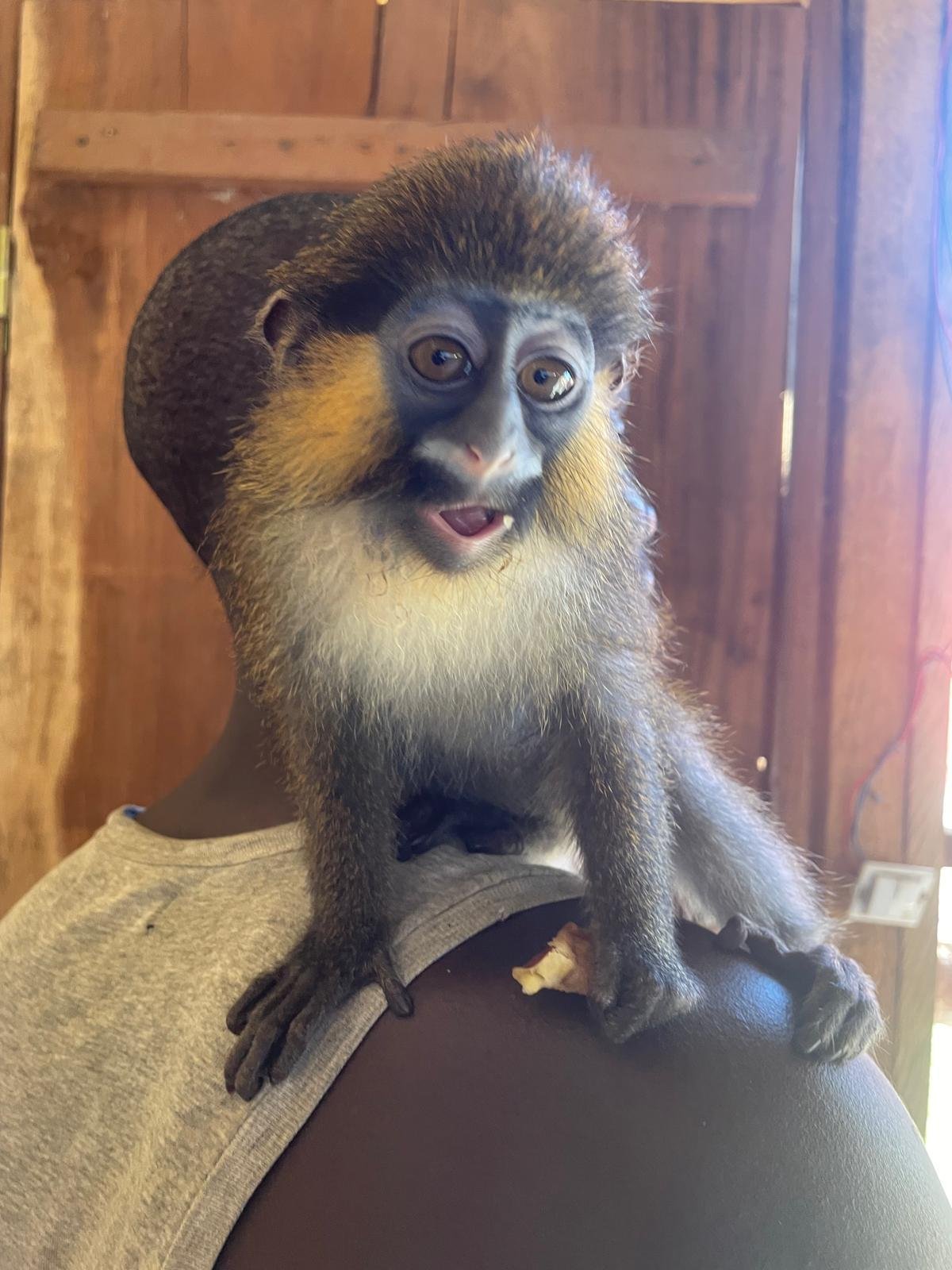 Singe sur l’épaule d’un visiteur